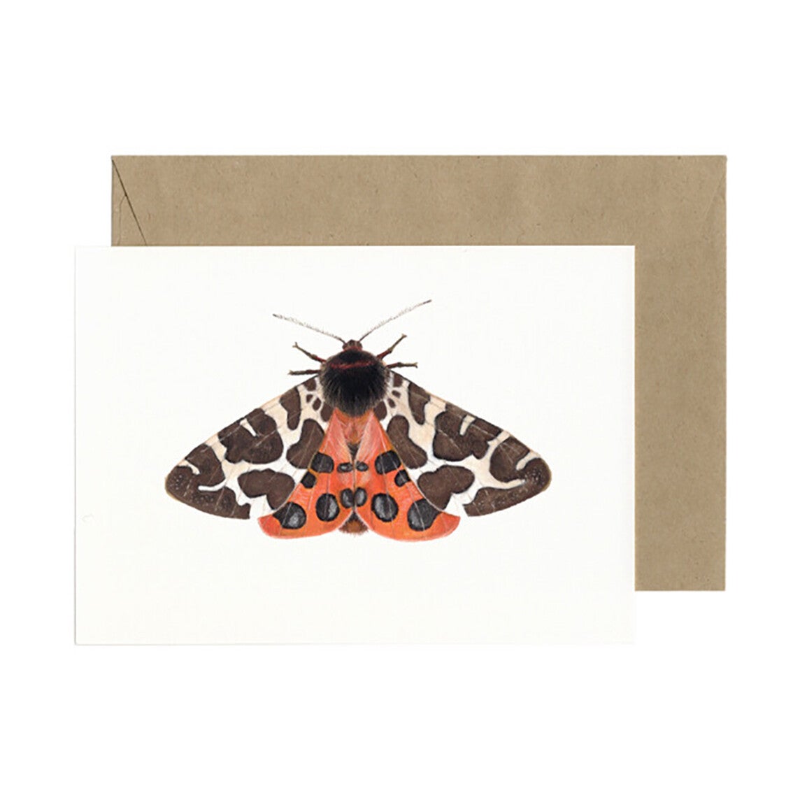 Lonneke Grimbergen ansichtkaart 'Grote Beer'