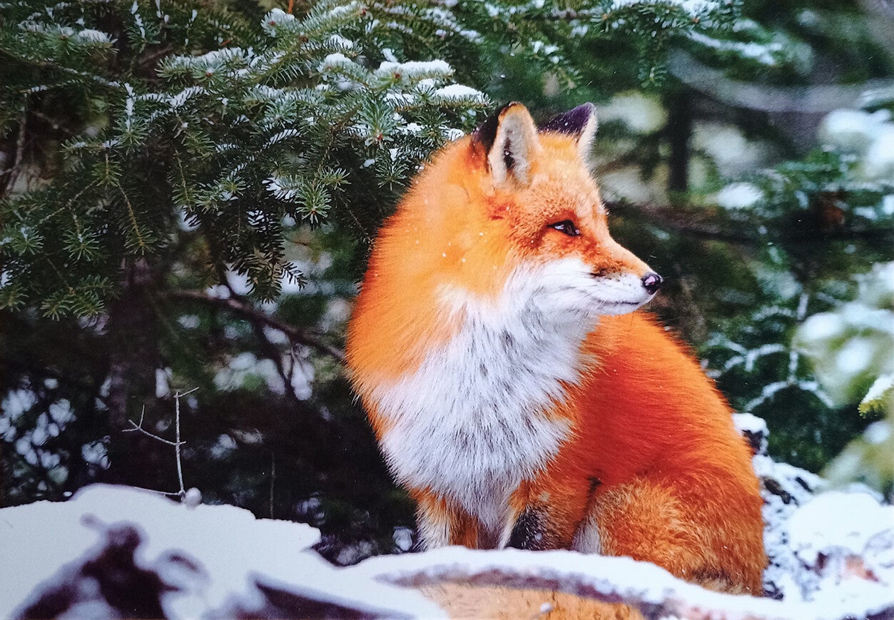 Ansichtkaart 'Winter vosje'