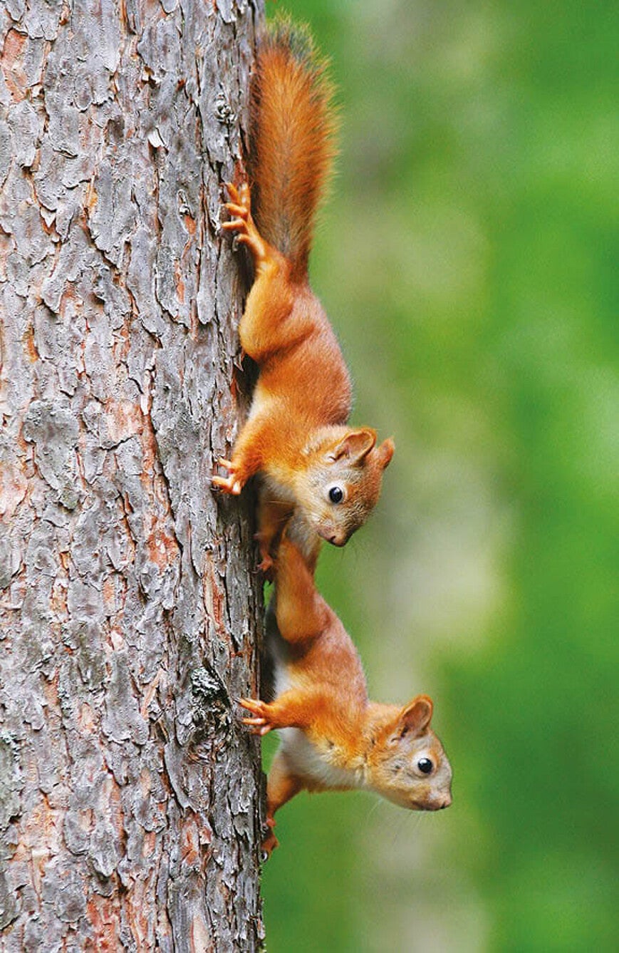 Ansichtkaart 'Jonge eekhoorntjes in boom'