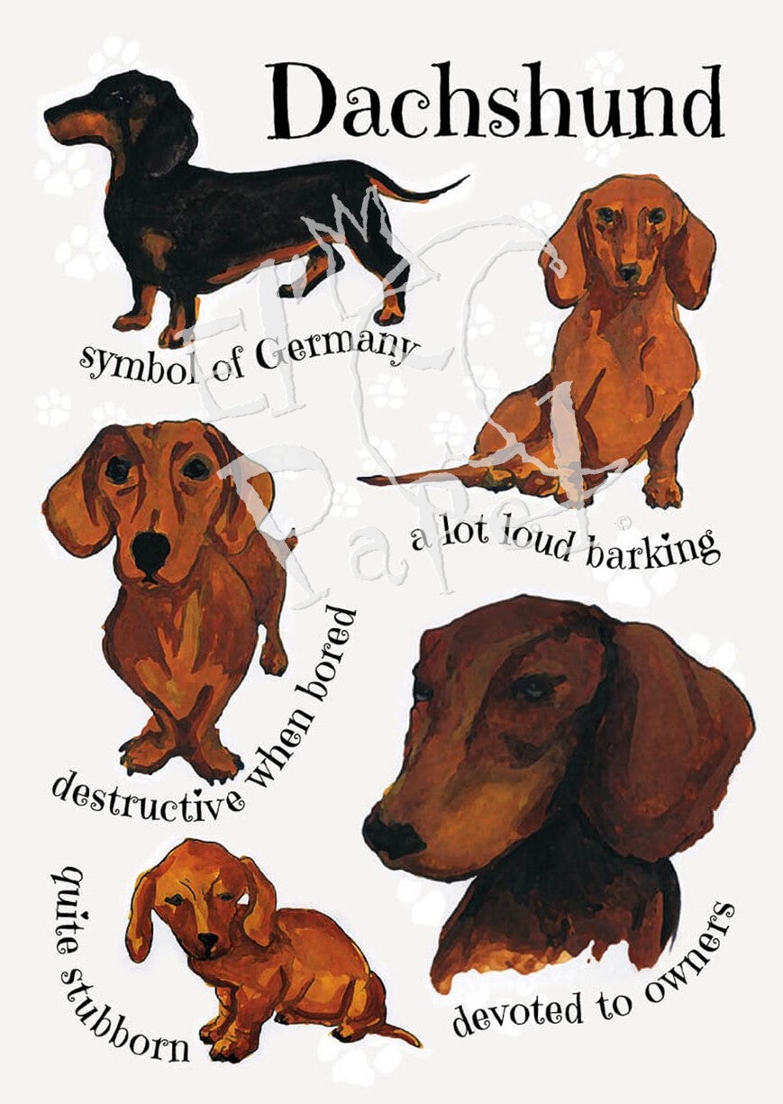 Ansichtkaart 'Hondenrassen - Tekkel'