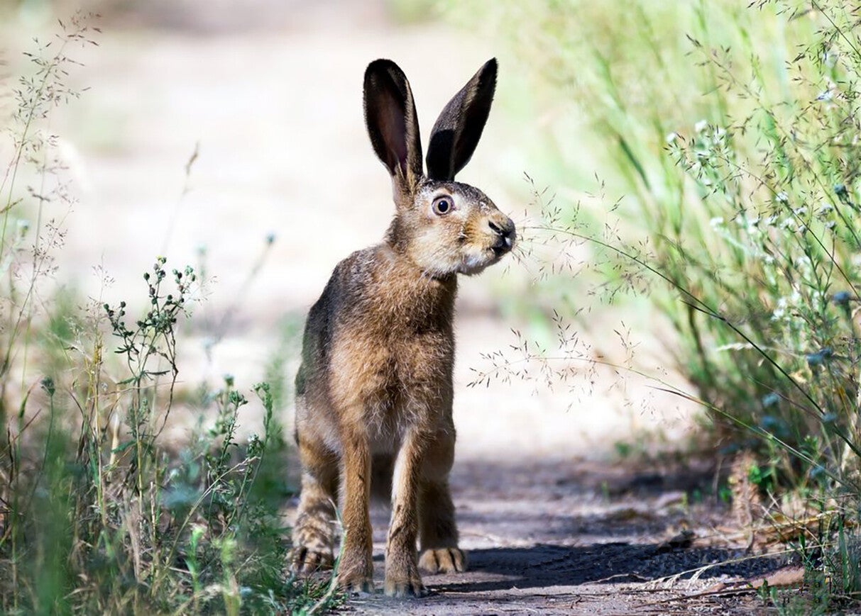 Ansichtkaart 'Hazen pad'
