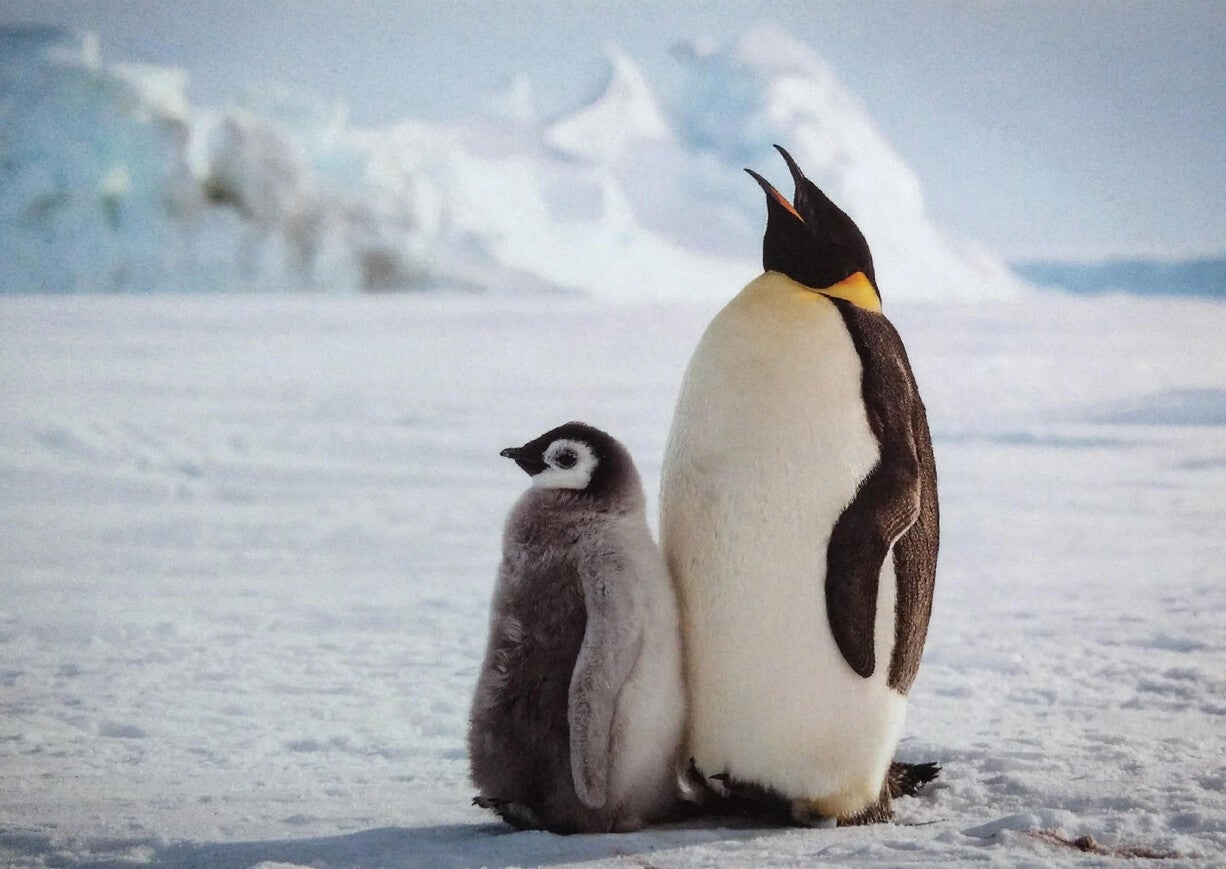 Ansichtkaart 'Keizerspinguïn met kind'