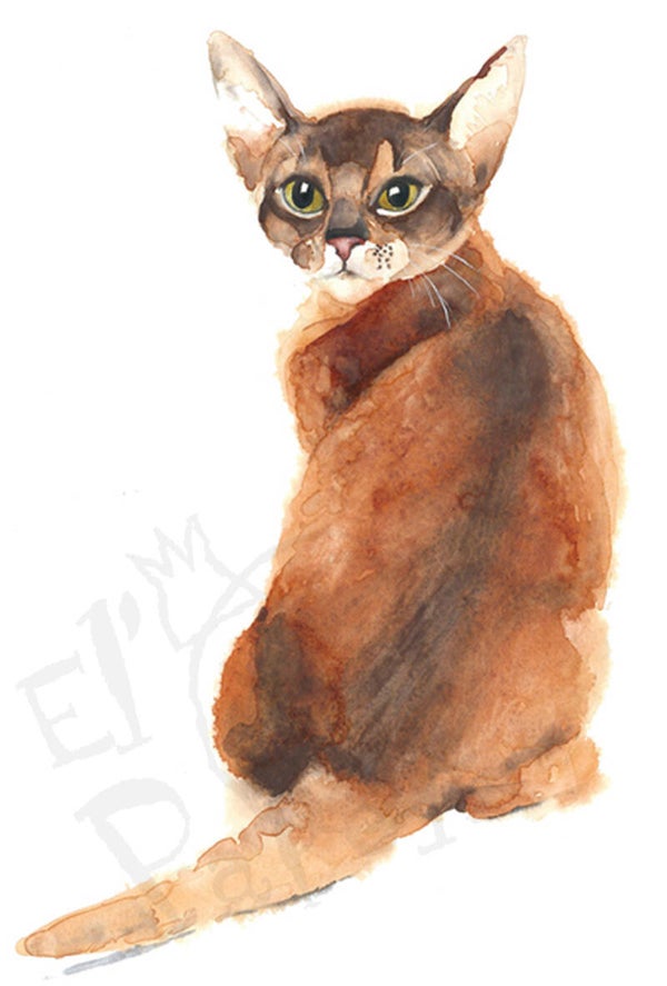 Ansichtkaart 'Abessijnse kat'