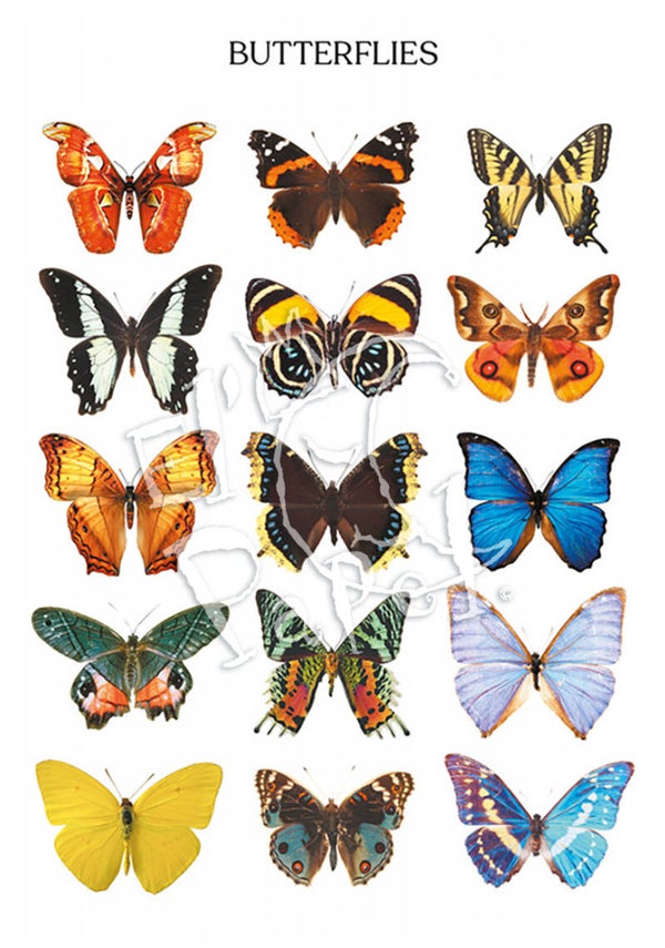 Ansichtkaart - verzameling 'Vlinders'