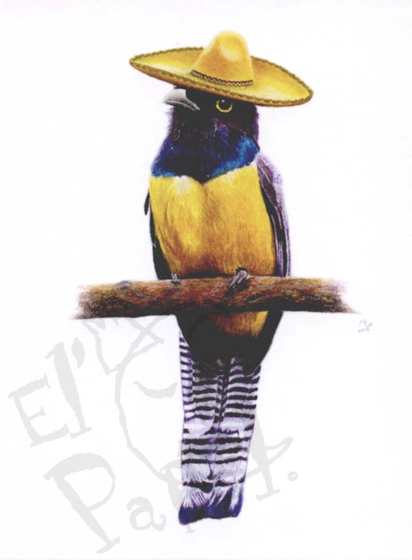 Ansichtkaart 'De Guyanatrogon'