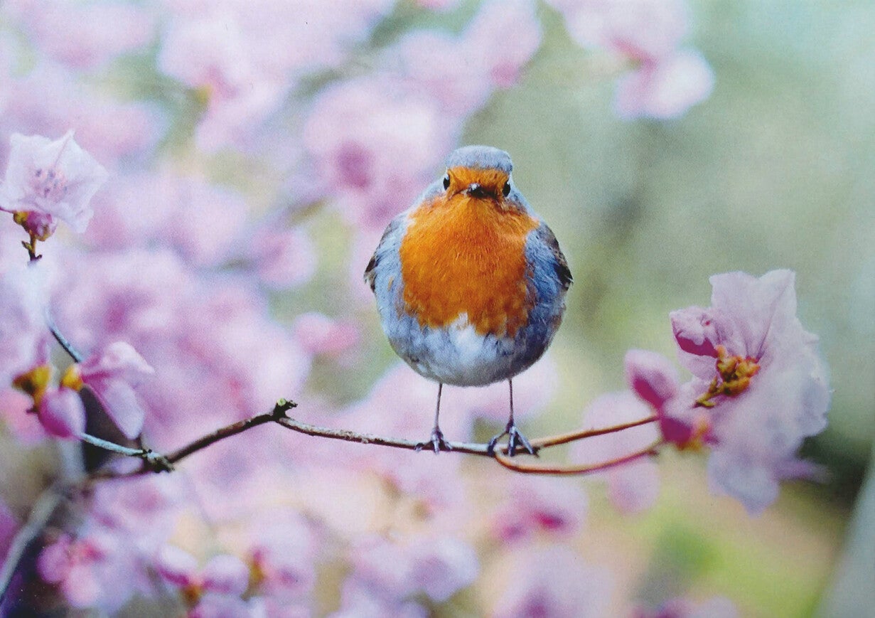 Ansichtkaart 'Roodborstje tussen de bloesem'