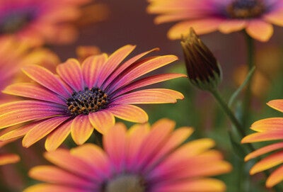 Ansichtkaart 'Afrikaanse margrieten'