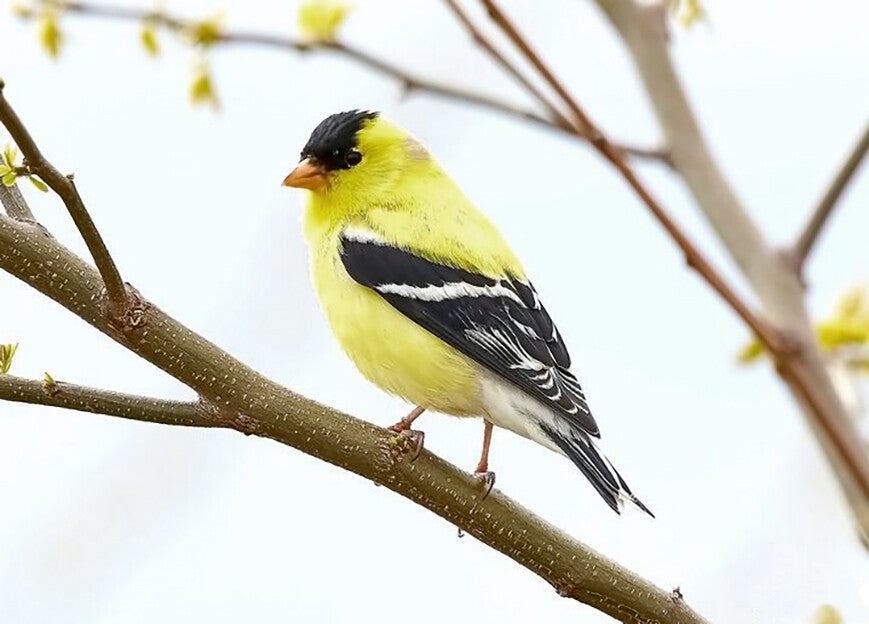 Ansichtkaart 'Goudsijsje'