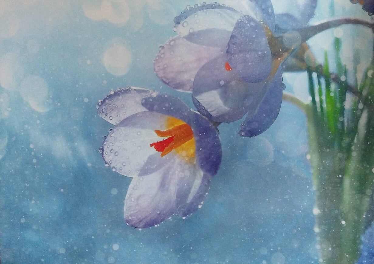 Ansichtkaart 'Voorjaarsbloeiers'