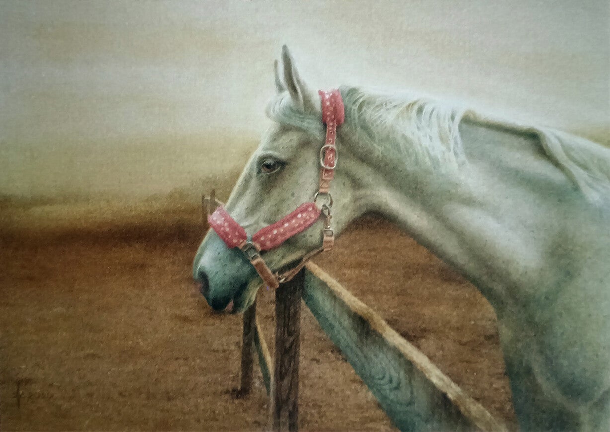 Ansichtkaart 'Het paardje met rood halster'