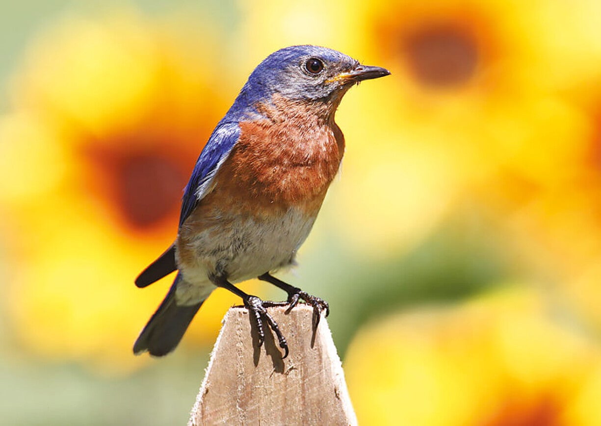 Ansichtkaart 'Roodkeelsialia'