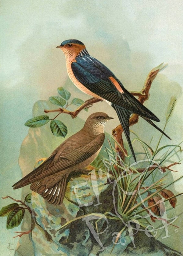 Ansichtkaart 'Zwaluwtjes'