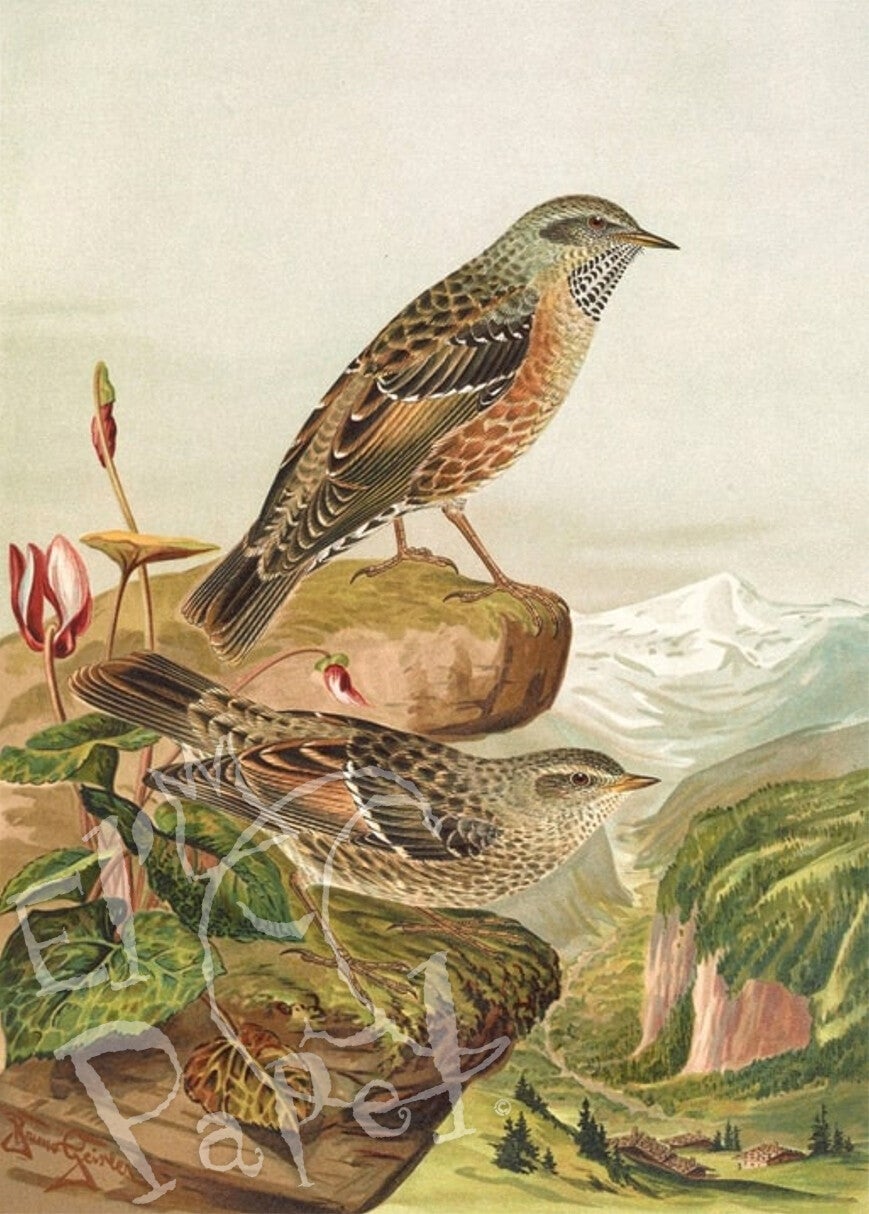 Ansichtkaart 'Alpenheggenmus'