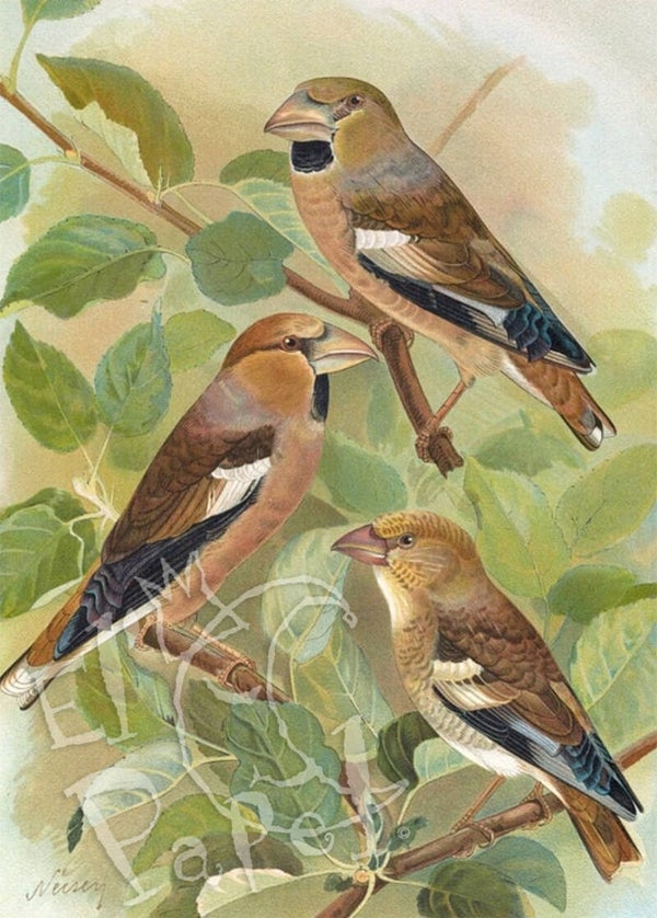 Ansichtkaart 'Appelvinken'