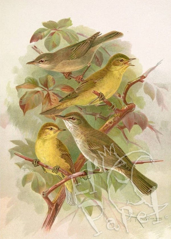 Ansichtkaart 'Spotvogels'