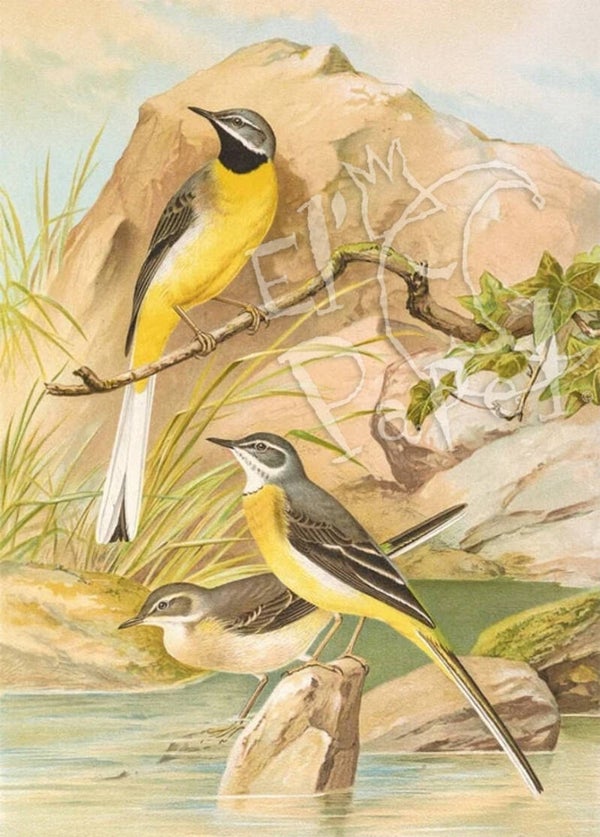 Ansichtkaart 'Grote gele kwik'