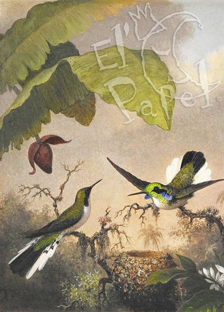 Kunst ansichtkaart 'Zwartoorfeeënkolibries'