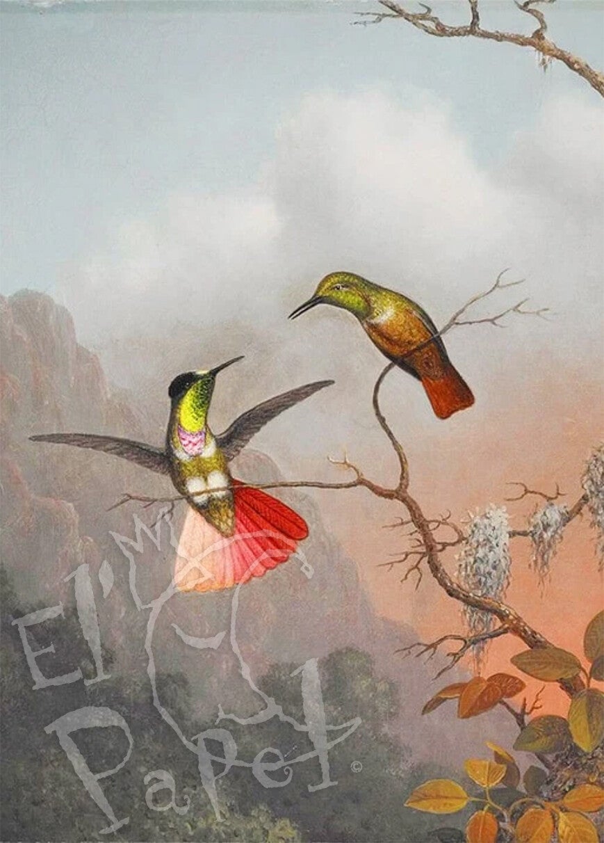 Kunst ansichtkaart 'Groenbuikvizier kolibries'