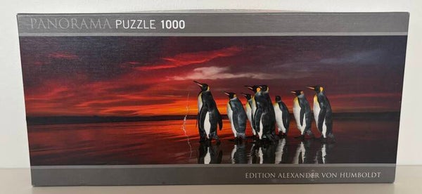 Panorama - King Penguins