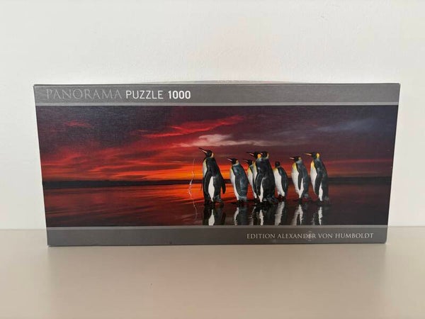 Panorama - King Penguins