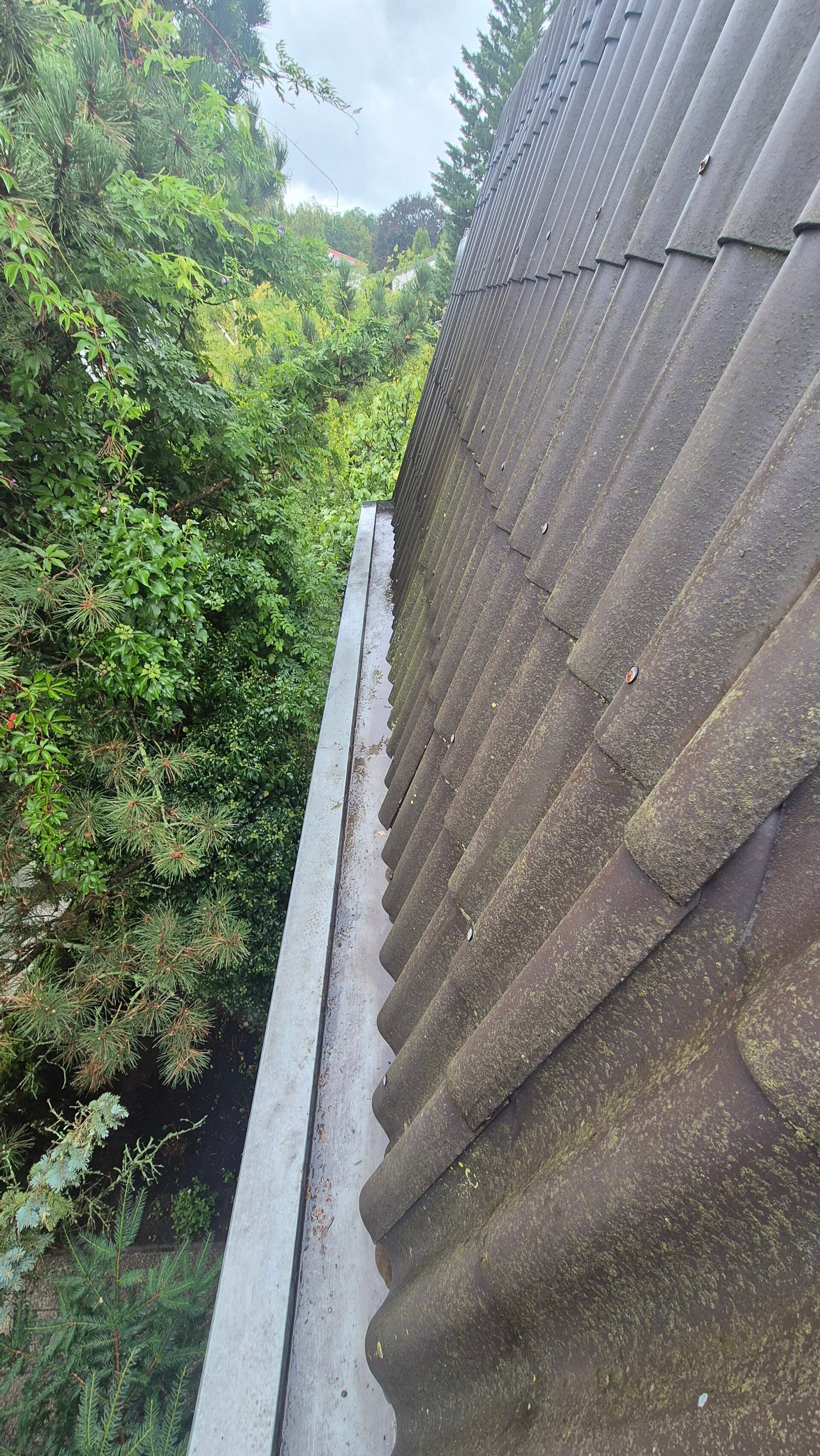 Dachrinne nach Entfernung von Nadeln und Zapfen
