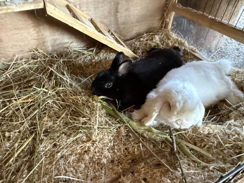 Zwergkaninchen beim tierischen Ferienprogramm auf dem Philippshof in Mechernich-Floisdorf