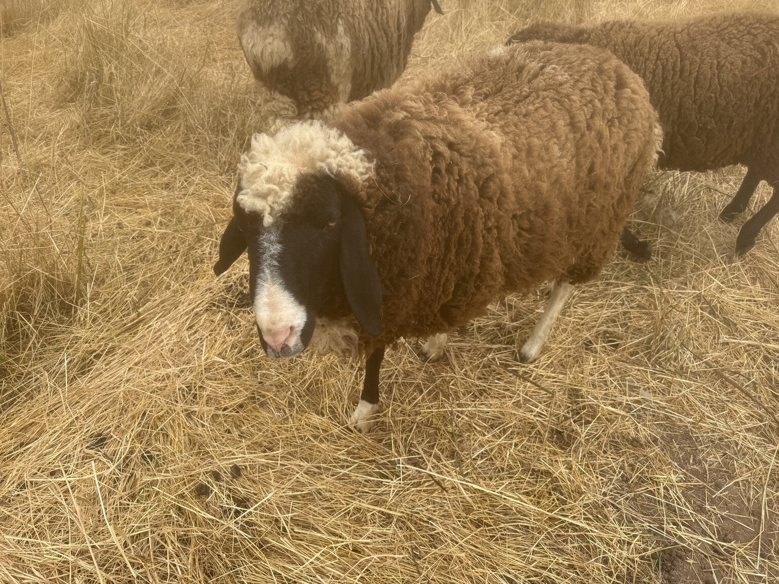 Schafbock Billy mit seiner weißen Blesse auf der Weide in Mechernich-Floisdorf – zutrauliches ehemaliges Flaschenlamm vom Philippshof.