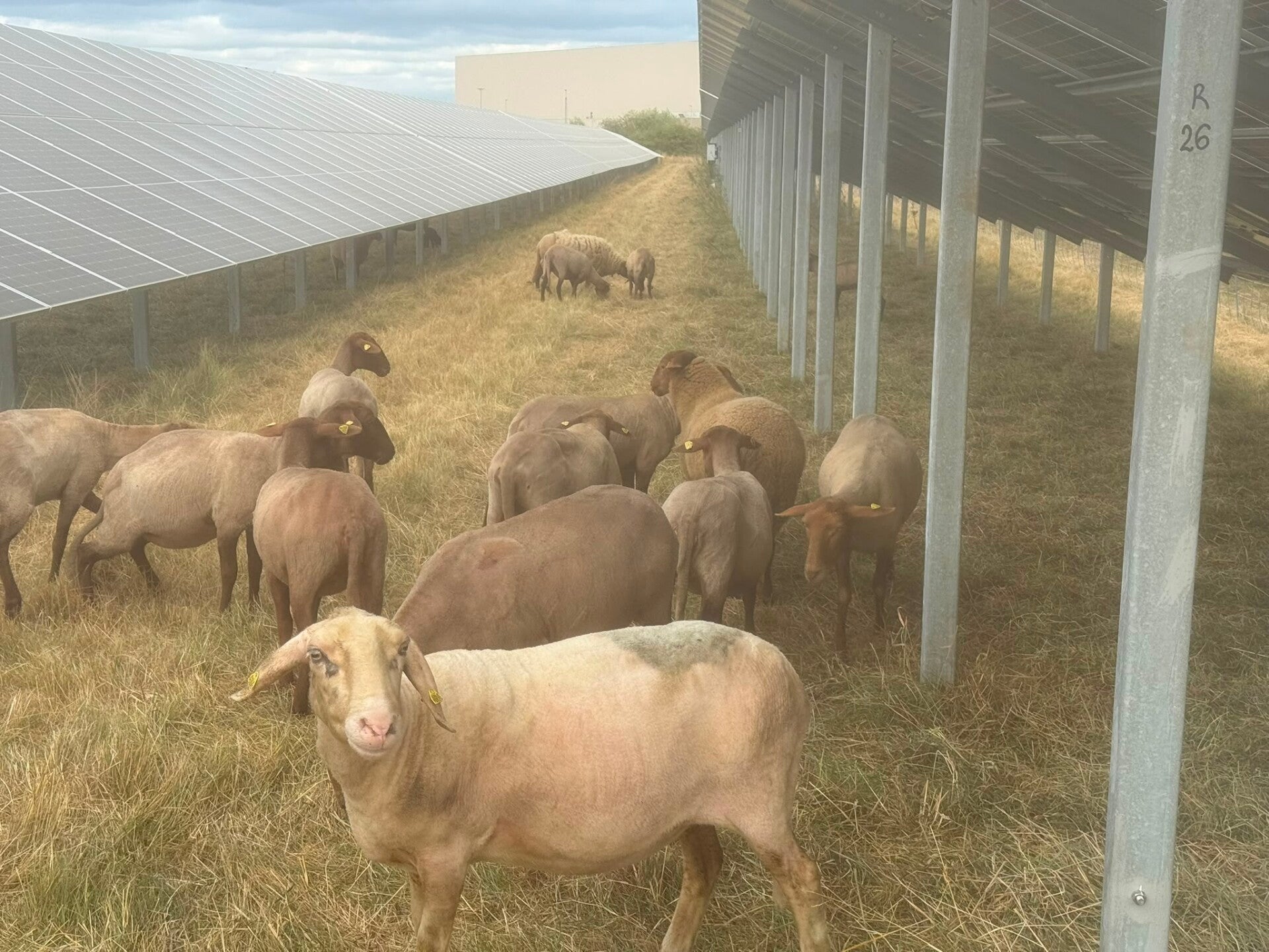 Solarparkpflege mit Schafen Philippshof Eifel NRW