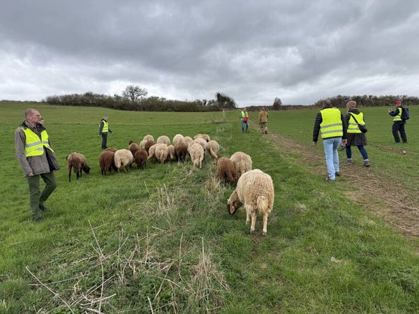 Teambuilding Eifel – Wenn Schafe zeigen, wie Teamwork wirklich funktioniert