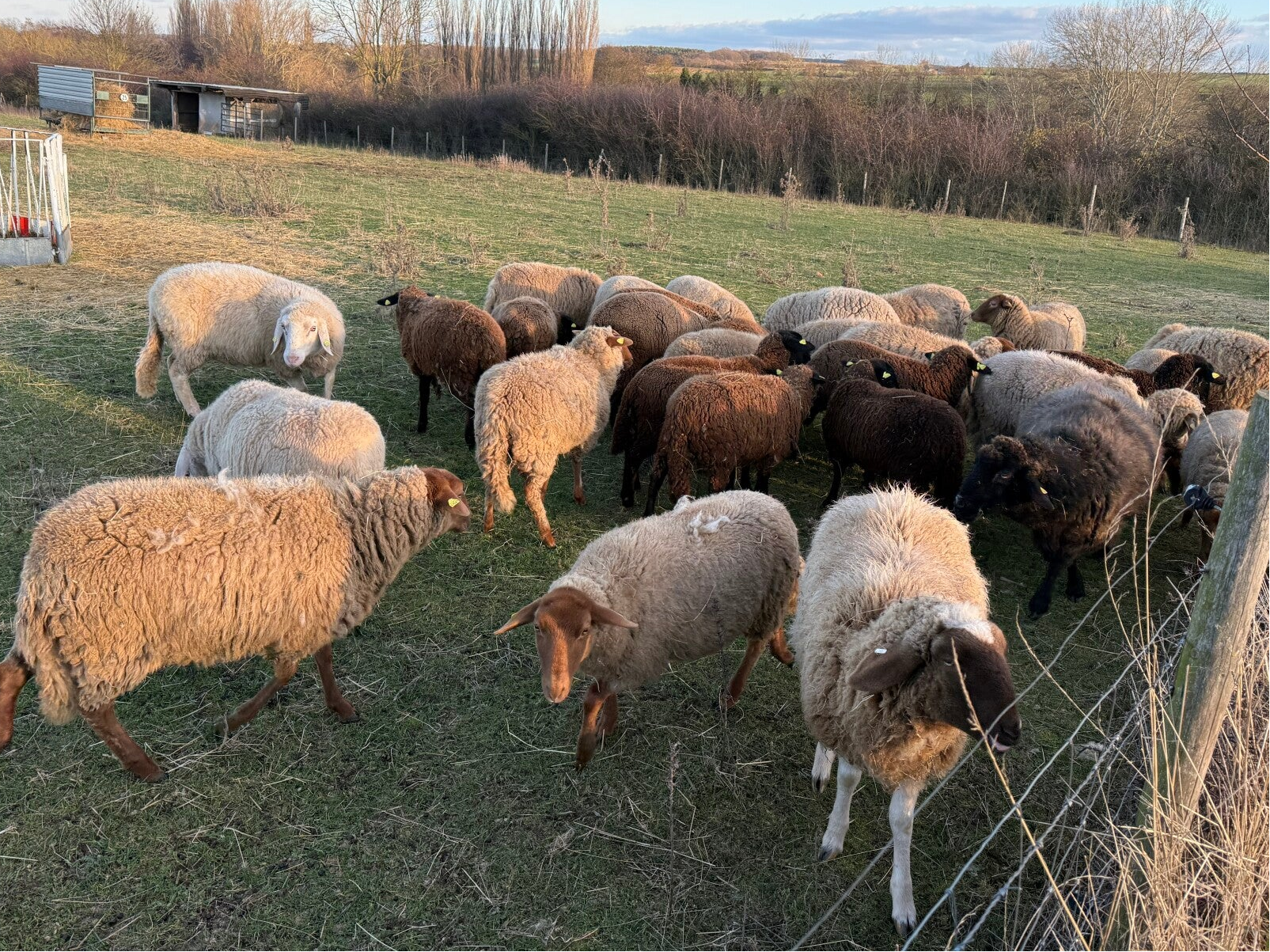 Schafherde beim tiergestützten Teambuilding