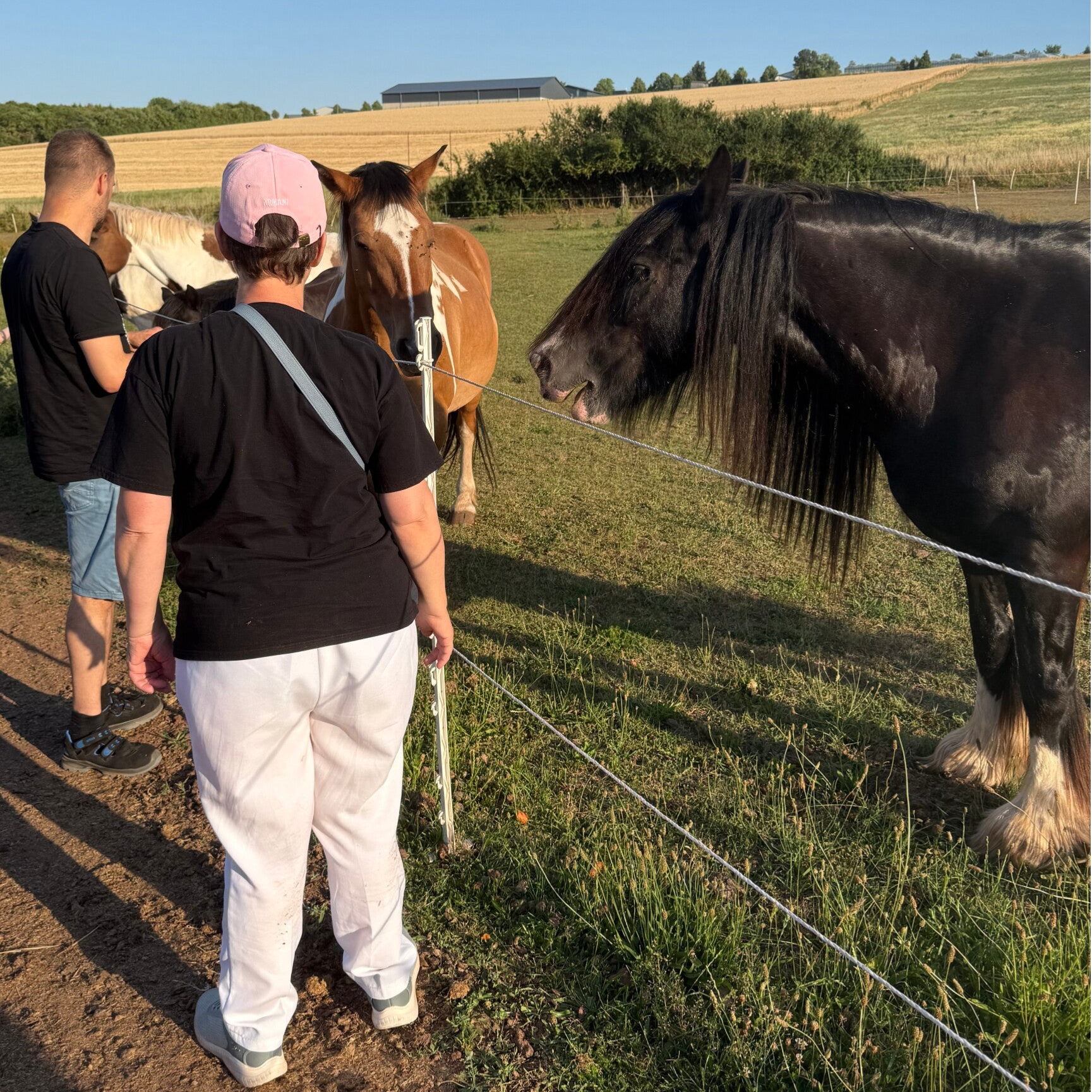 Bewohner füttern die ponys