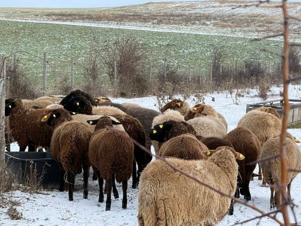 Teamevent Schafe und Landluft