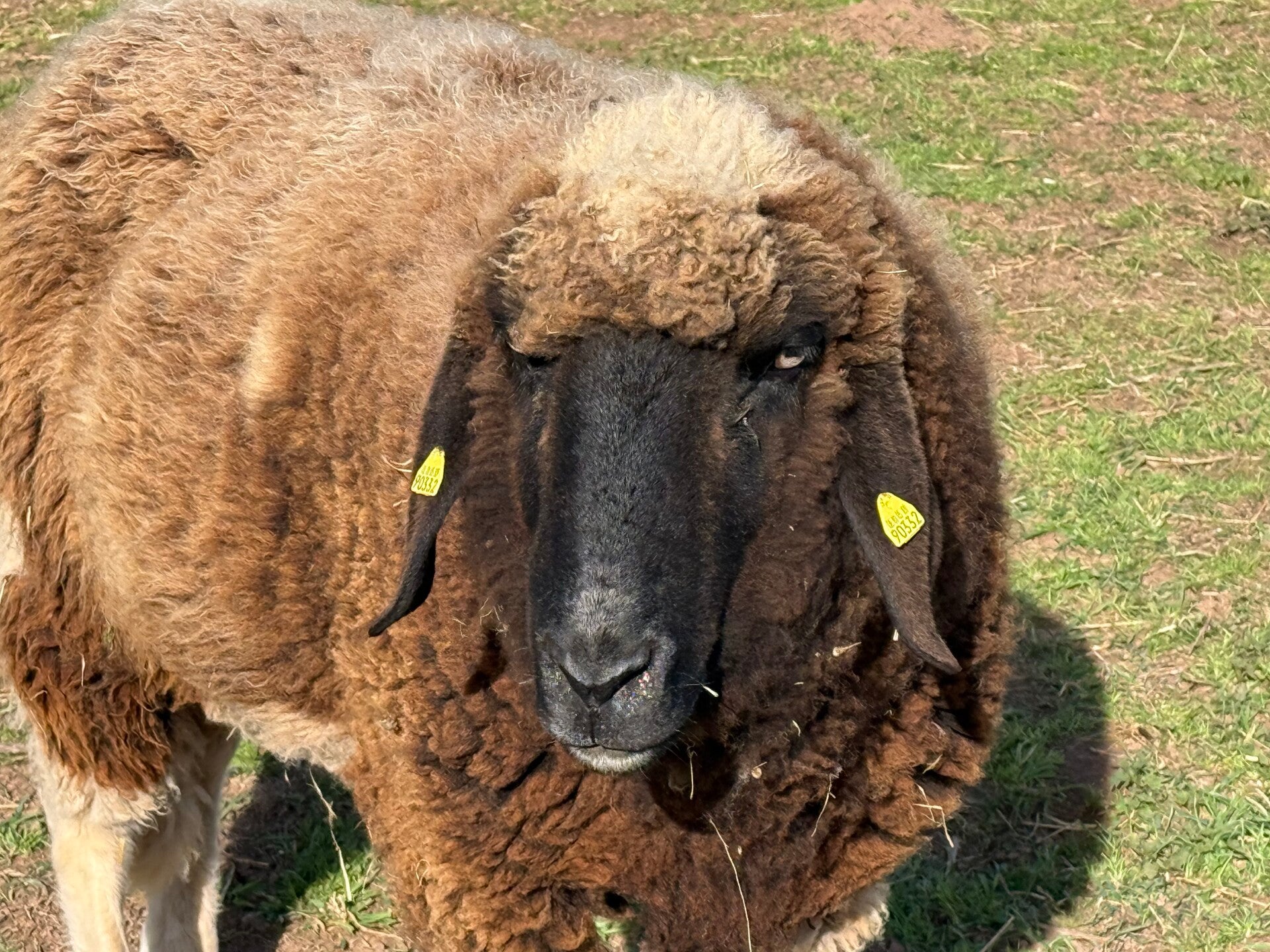 Schafbock Carlos auf der Weide in Mechernich-Floisdorf – zutrauliches ehemaliges Flaschenlamm vom Philippshof