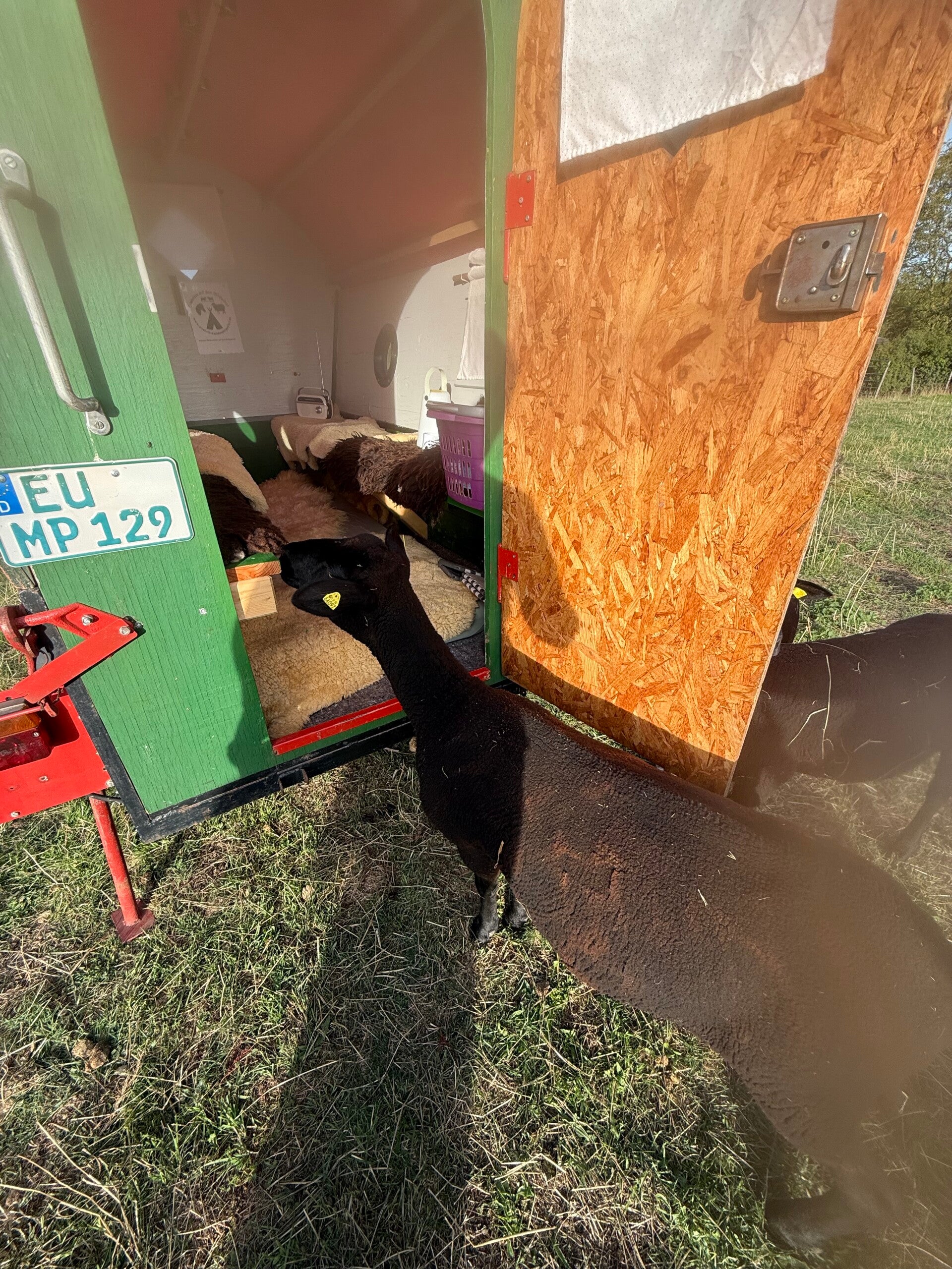 Schaf schaut in den Planwagen beim Übernachten bei den Schafen in der Eifel