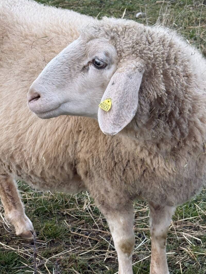 Weißes Bergschaf Becki auf dem Philippshof im Kreis Euskirchen