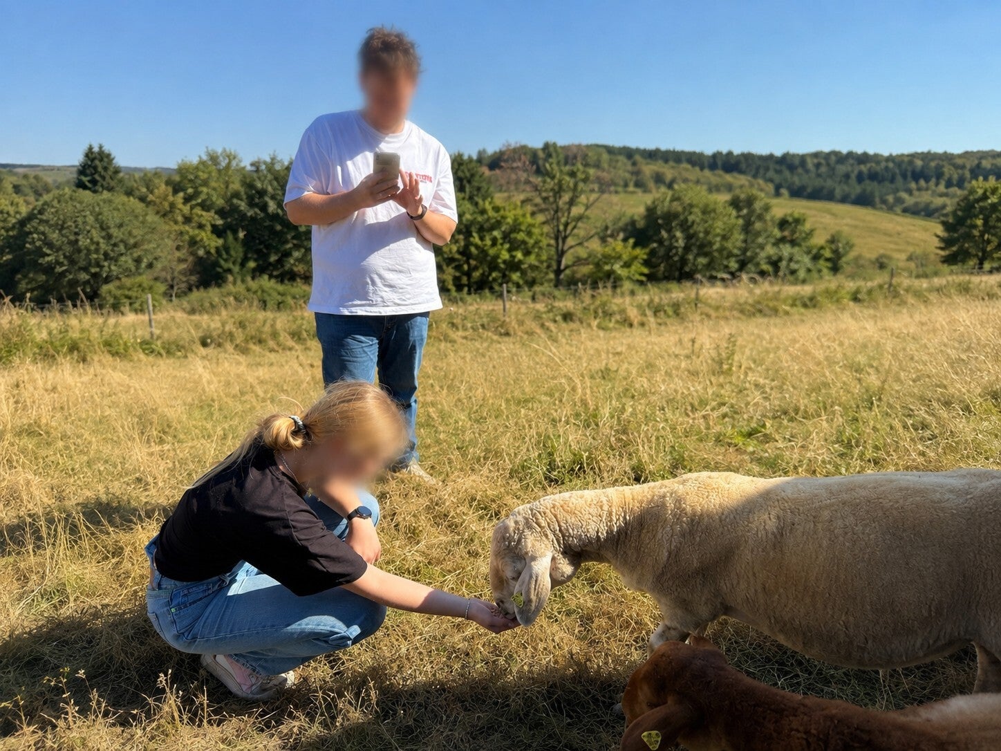Schafkuscheln auf dem Philippshof in der Eifel