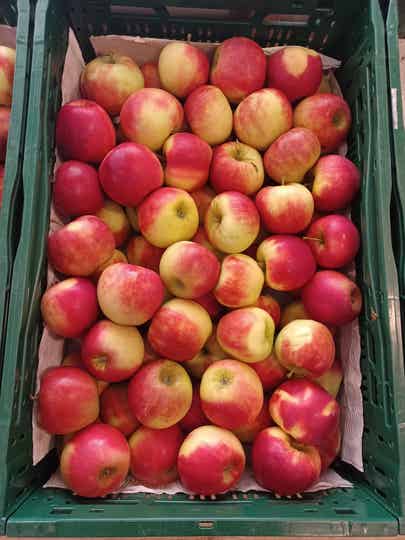 Elstar (nieuwe oogst) 1KG