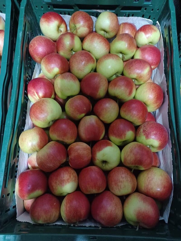 Santana (nieuwe oogst) 1KG