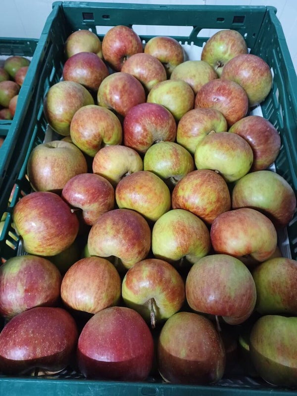 Goudreinette (nieuwe oogst) 1KG