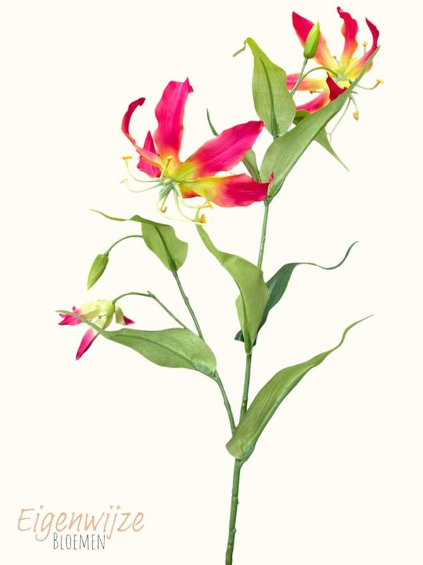 Gloriosa met blad
