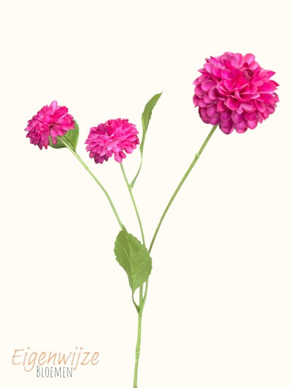 Dahlia fuchsia 3 bloemen