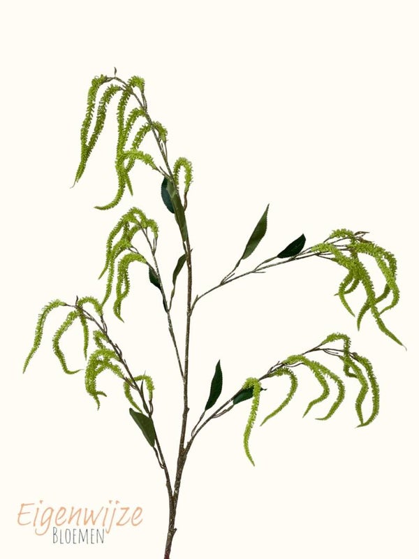 Amaranthus takken