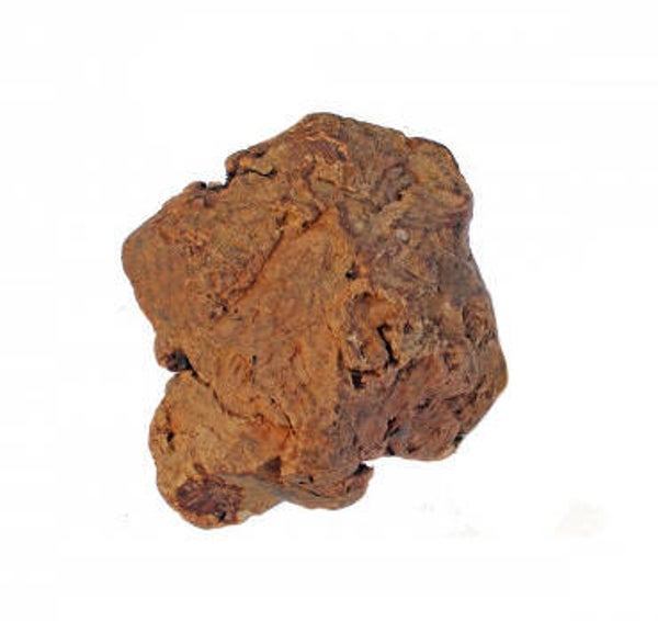 Olijfboom Kauwwortel M