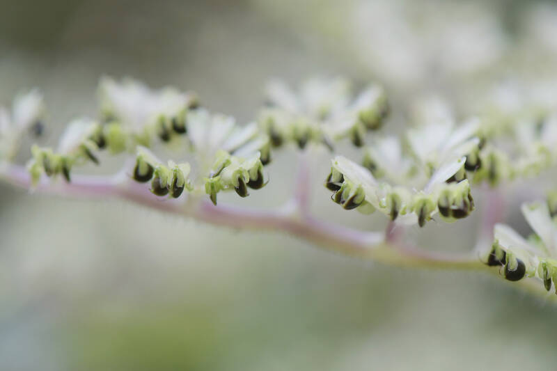 ? / Botanischer Garten