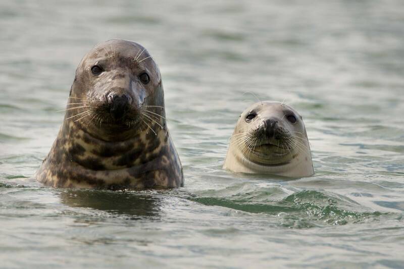 Bolek &amp; Lolek Kegelrobben / Helgoland
