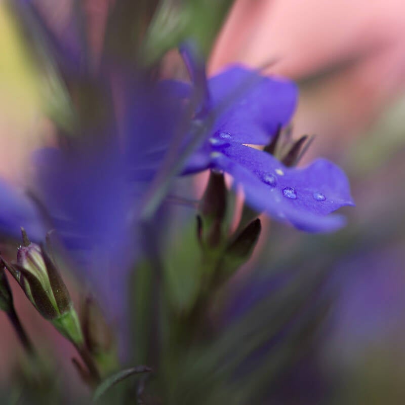 Blüten ? / Oberlaa