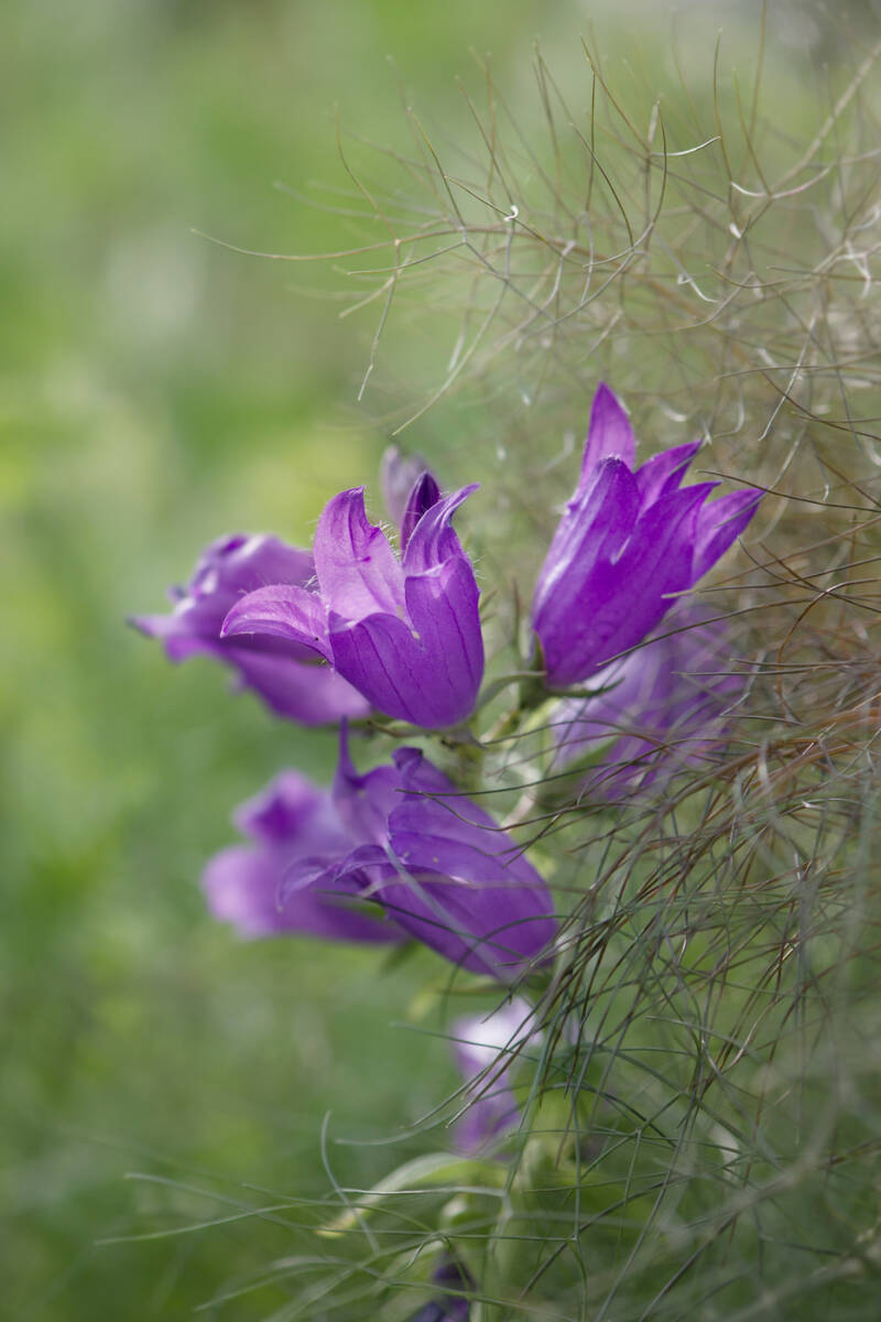 Glockenblumen