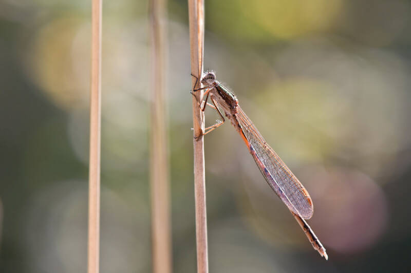 Winterlibelle / Lobau