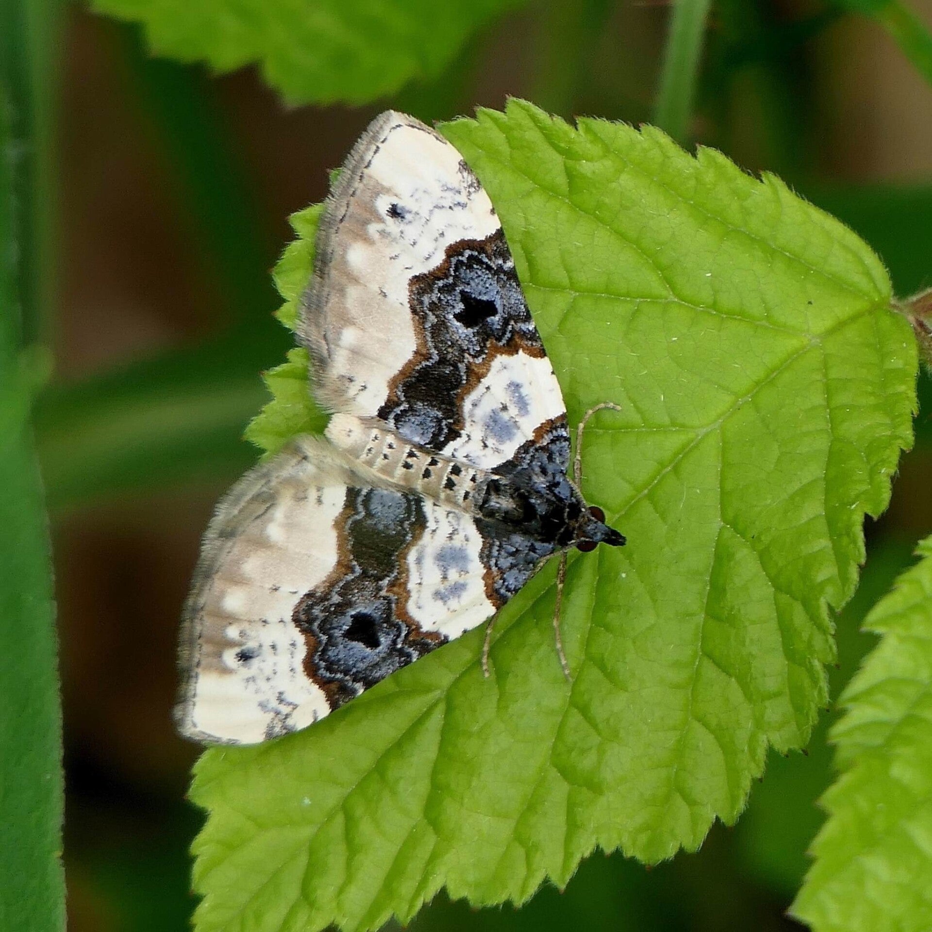 wir flattern auf heimische nachtfalter tagfalter raupen nahrungspflanzen österreich petra urbanek inge biller sabine gasparitz wirflatternauf bugs-team