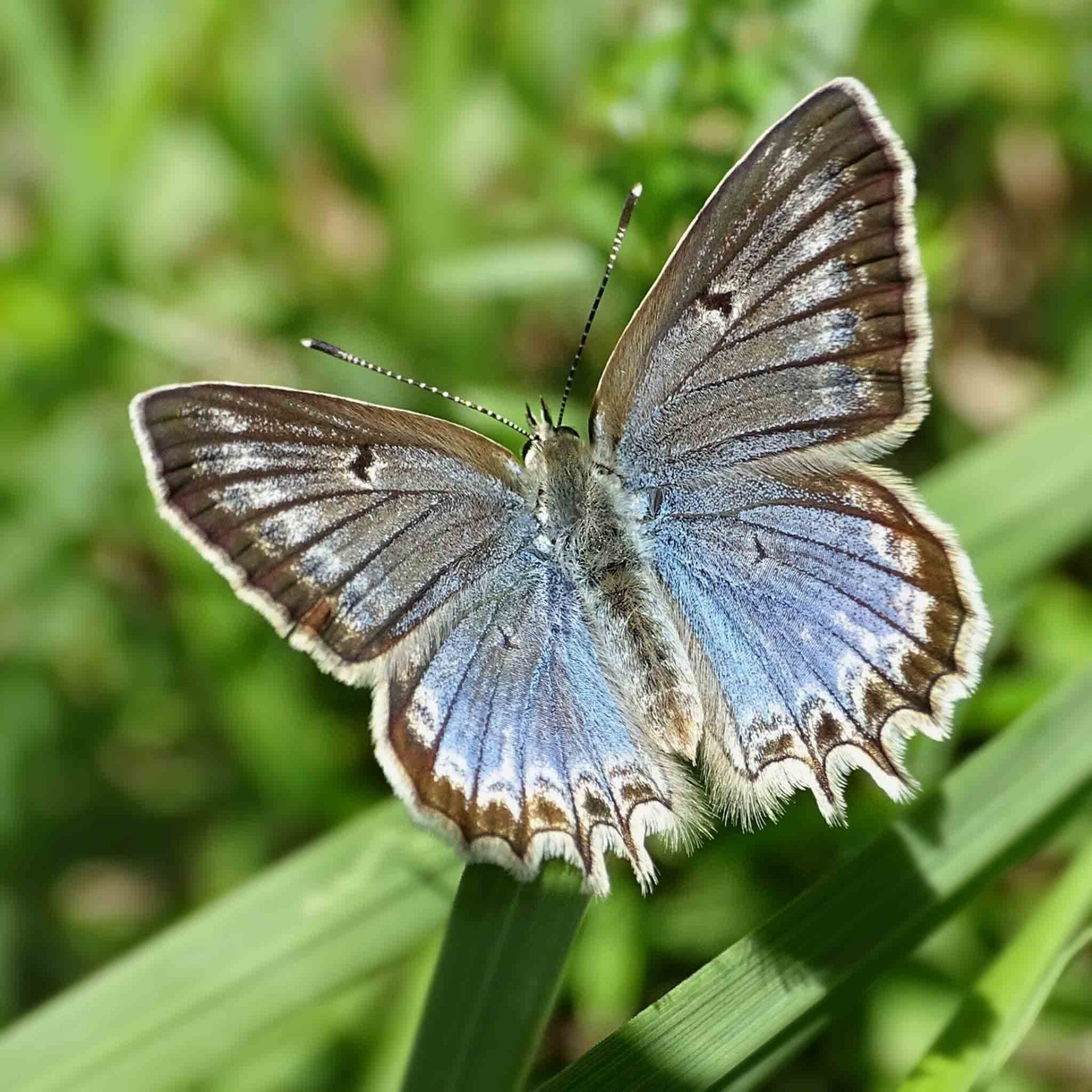 wir flattern auf heimische nachtfalter tagfalter raupen nahrungspflanzen österreich petra urbanek inge biller sabine gasparitz wirflatternauf bugs-team
